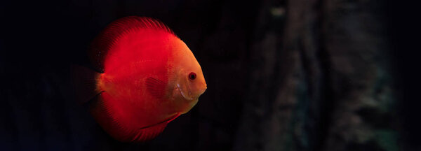 red fish swimming under water in dark aquarium, panoramic shot
