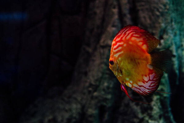 red fish swimming under water in dark aquarium