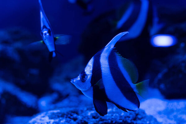 striped fishes swimming under water in aquarium with blue lighting