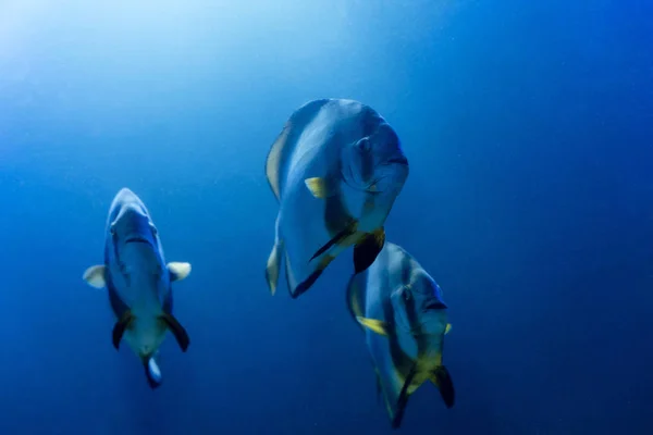 Peixes Listrados Nadando Sob Água Aquário Com Iluminação Azul — Fotografia de Stock