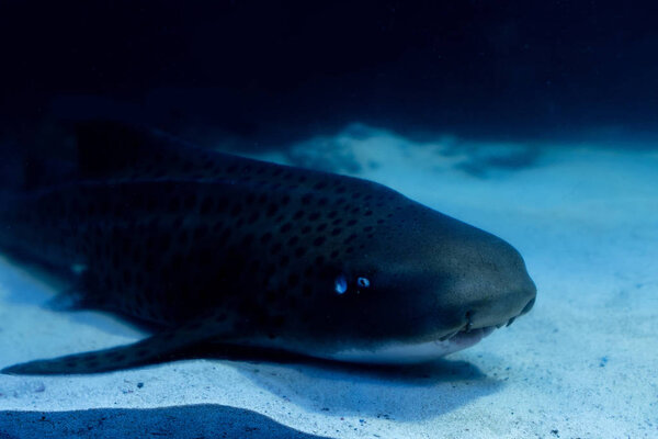 Wels catfish swimming under water in dark aquarium