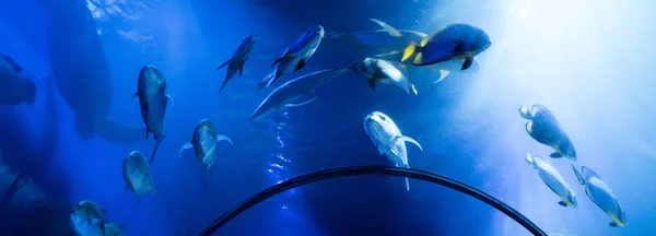 Fische Schwimmen Unter Wasser Aquarium Mit Blauer Beleuchtung Panoramaaufnahme — Stockfoto