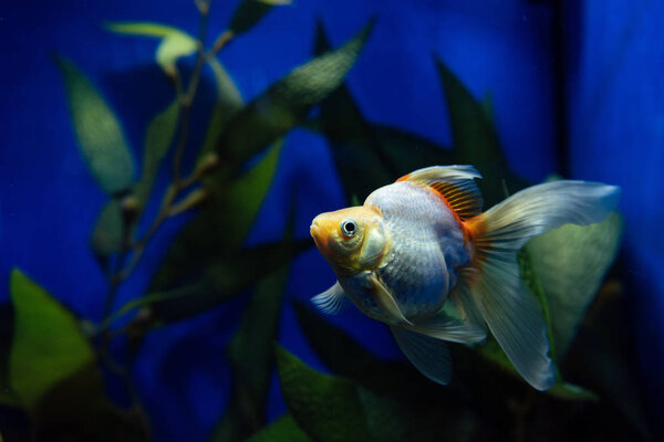 goldfish swimming under water in aquarium with green plant
