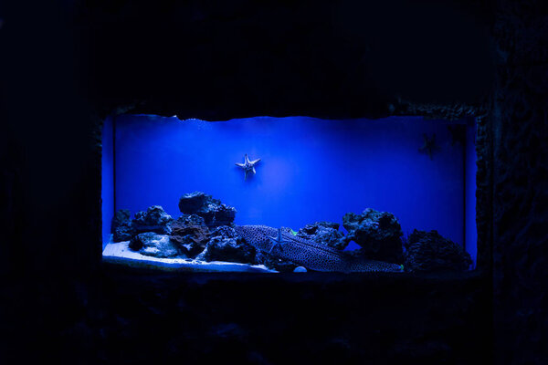 fish swimming under water near starfishes and corals in aquarium with blue lighting