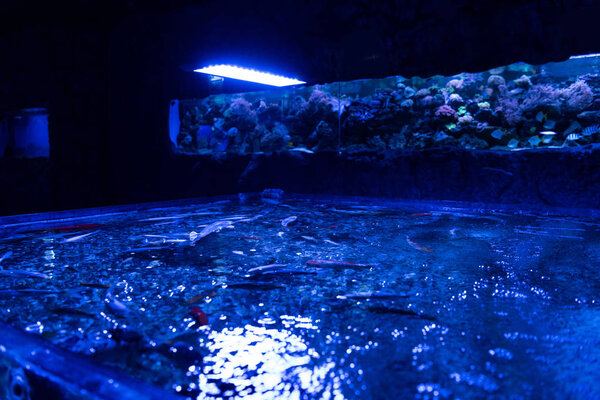 fishes swimming in open aquarium with blue lighting
