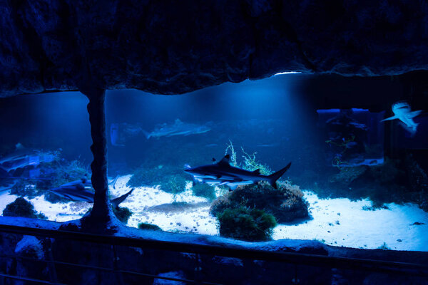 fishes swimming under water in aquarium with blue lighting