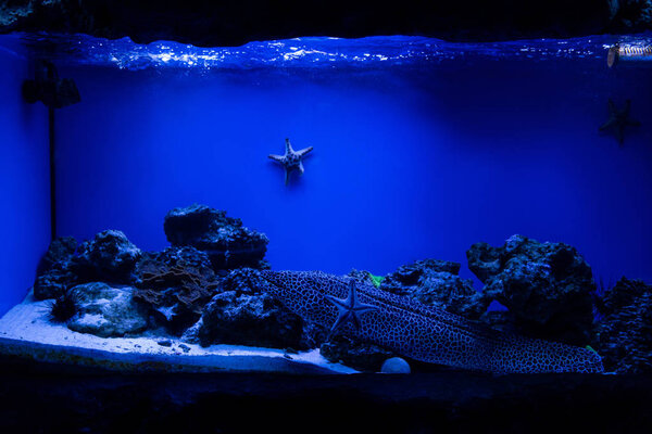 fish swimming under water in aquarium with blue lighting and starfishes