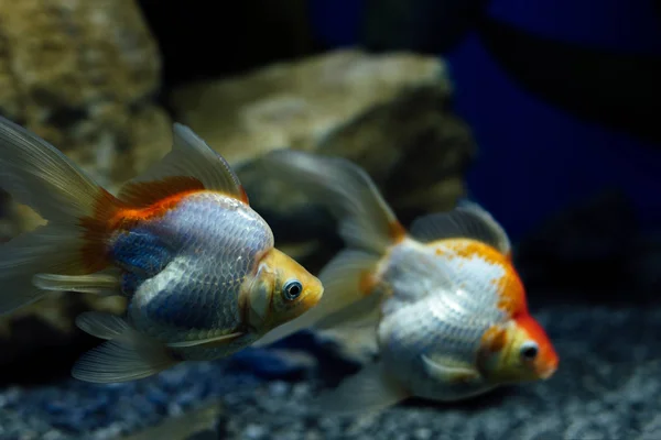 Вибірковий Фокус Золотих Риб Які Плавають Під Водою Акваріумі — стокове фото