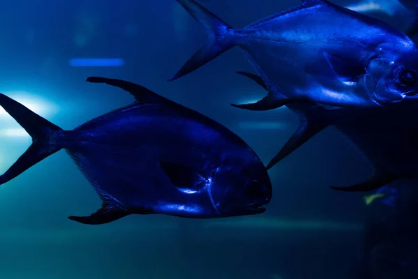 Fiskar Som Simmar Vatten Akvarium Med Blå Belysning — Stockfoto