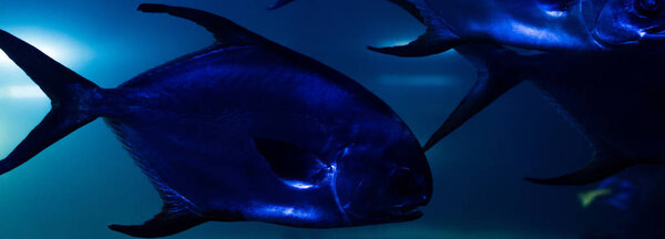 fishes swimming under water in aquarium with blue lighting, panoramic shot