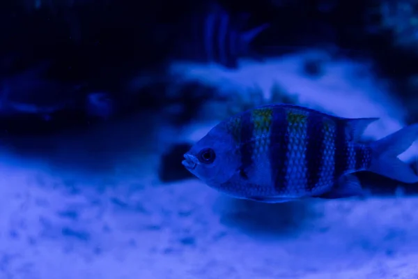 带条纹的鱼在有蓝色灯光的水族馆里在水下游动 — 图库照片
