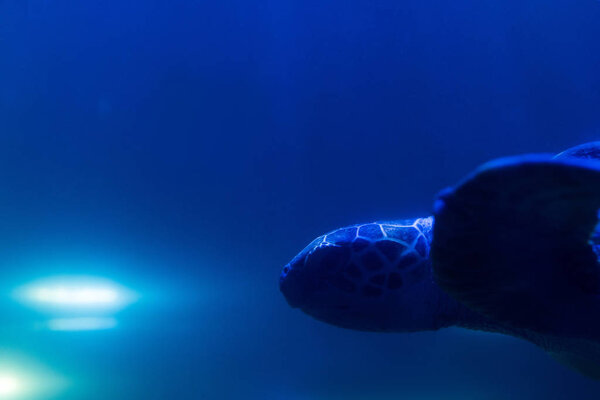 turtle swimming under water in aquarium with blue lighting