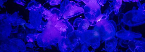 jellyfishes swimming under water in aquarium with blue lighting