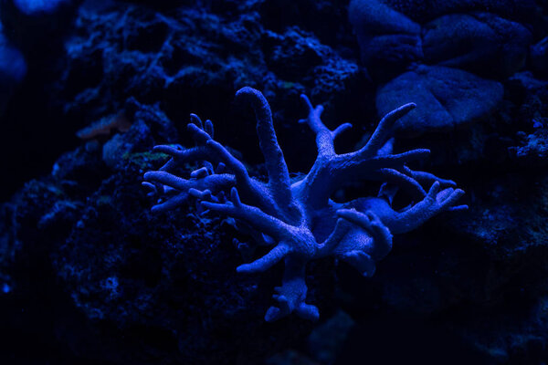 corals under water in aquarium with blue lighting