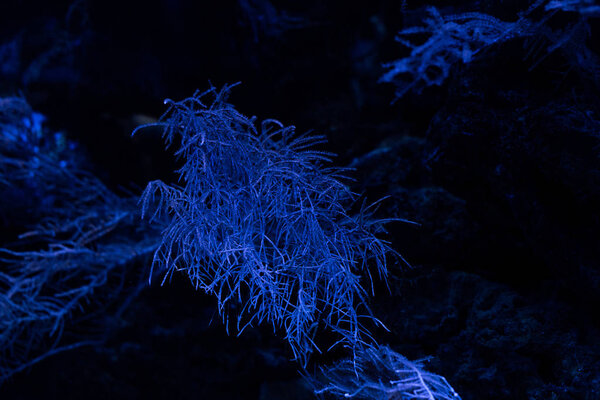 corals under water in aquarium with blue lighting