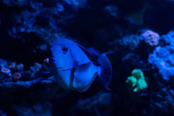 青い照明の水槽の下で泳ぐ魚は — ストック写真