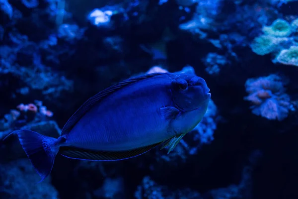 在有蓝色灯光的水族馆里在水里游泳的鱼 — 图库照片