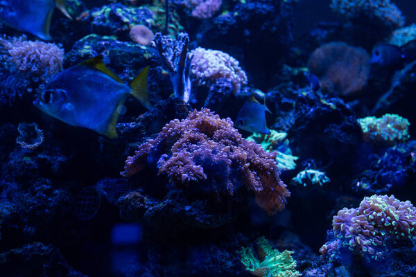 fishes swimming under water in aquarium with blue lighting and corals