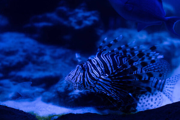 exotic striped fish swimming under water in aquarium with blue lighting