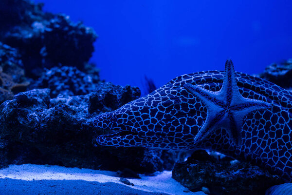 exotic fish and starfish swimming under water in aquarium with blue lighting