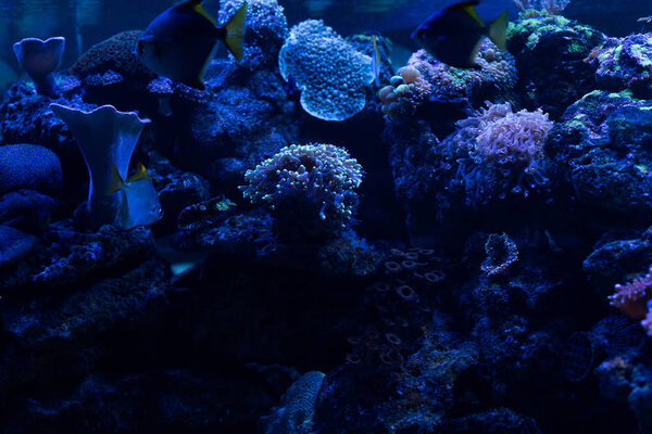 fishes swimming under water in aquarium with blue lighting and corals