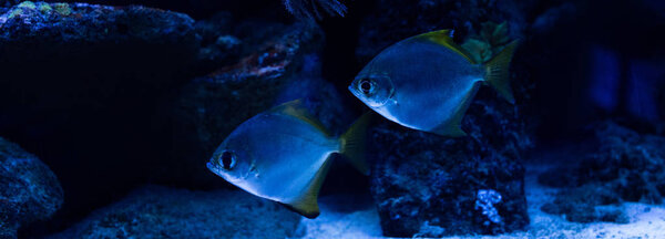 fishes swimming under water in aquarium with blue lighting, panoramic shot