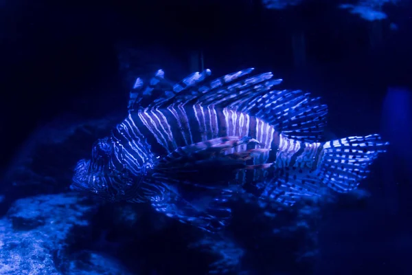 Exotic Fish Swimming Water Aquarium Blue Lighting — 스톡 사진