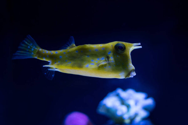 exotic yellow fish swimming under water in aquarium