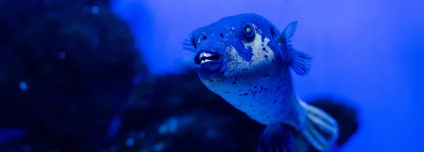 Peces Exóticos Nadando Bajo Agua Acuario Con Iluminación Neón Azul —  Fotos de Stock