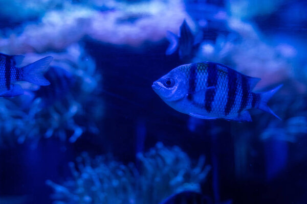 striped fishes swimming under water in aquarium with blue lighting