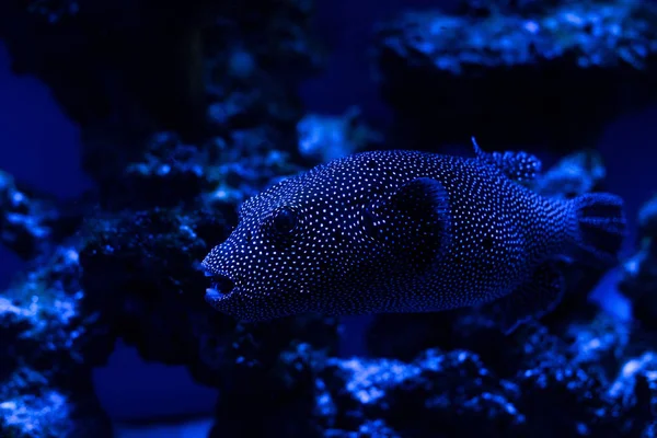 Экзотические Рыбы Плавают Водой Аквариуме Голубым Освещением — стоковое фото