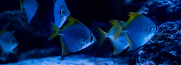 fishes swimming under water in aquarium with blue lighting, panoramic shot