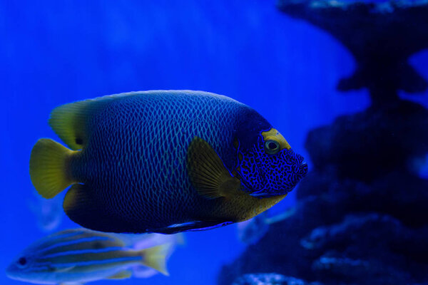 selective focus of fishes swimming under water in aquarium with blue lighting