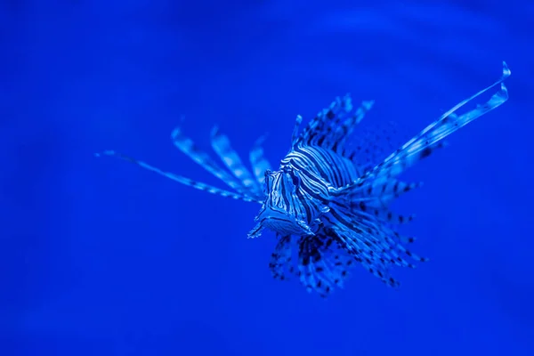 Exotische Gestreifte Fische Schwimmen Unter Wasser Aquarium Mit Blauer Neonbeleuchtung — Stockfoto