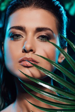 Palmiye yaprağının yanındaki kameraya bakan çekici bir kadın.  