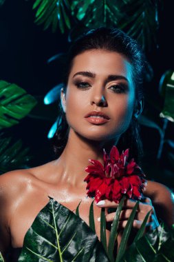 Genç seksi kadın yeşil yaprakların yanında kırmızı çiçek tutuyor. 