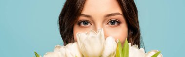 panoramic shot of young woman enjoying flavor of white tulips while looking at camera isolated on blue clipart