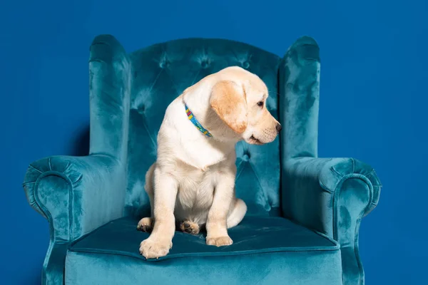 Cute Golden Retriever Puppy Velour Armchair Blue Background — Stock Photo, Image