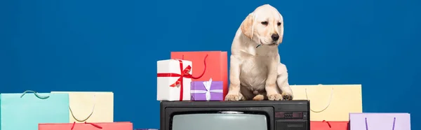 Golden Retriever Cachorro Televisión Vintage Cerca Regalos Compras Sobre Fondo — Foto de Stock