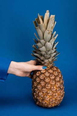 cropped view of woman holding tasty and whole pineapple on blue background  clipart