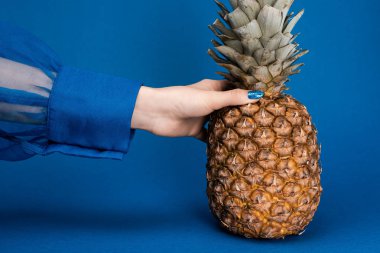 cropped view of woman holding tasty and whole pineapple on blue background  clipart