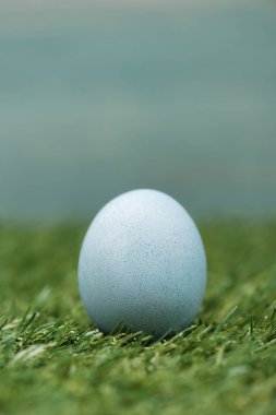 Çimenli mavi tavuk yumurtası, Paskalya konsepti