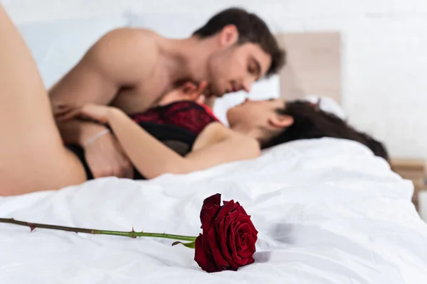 Focusul Selectiv Trandafirului Roșu Lângă Cuplul Pasionat Îmbrățișându Pat — Fotografie, imagine de stoc