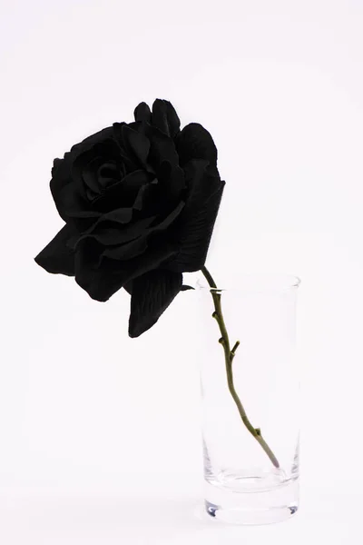 Чорна Квітуча Троянда Склі Ізольована Білому — стокове фото