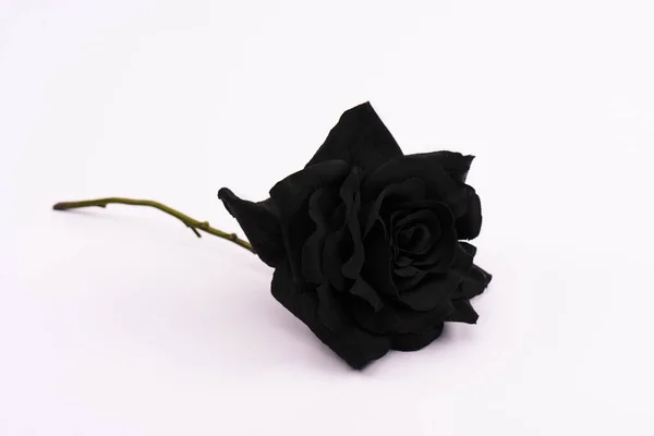 Preto Florescendo Rosa Branco Com Espaço Cópia — Fotografia de Stock