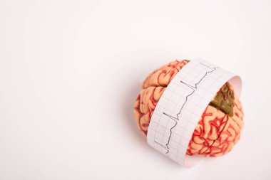 Brain model with electrocardiogram on paper on white background clipart