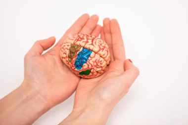 Cropped view of woman holding brain model with colored parts on white background, alzheimer disease concept  clipart