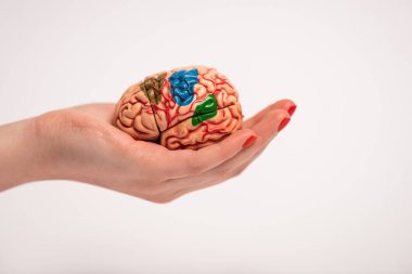 Cropped view of woman holding in hand brain model with colored parts isolated on white, alzheimer disease concept  clipart