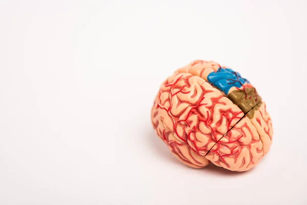 Brain Model Colored Parts White Background — Stock Photo, Image