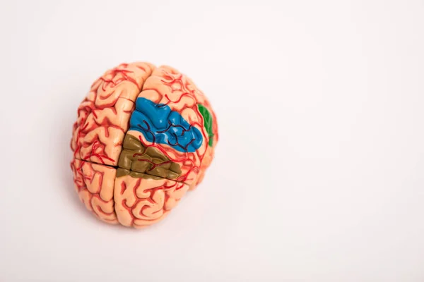 High Angle View Colored Parts Brain Model White Background — Stock Photo, Image